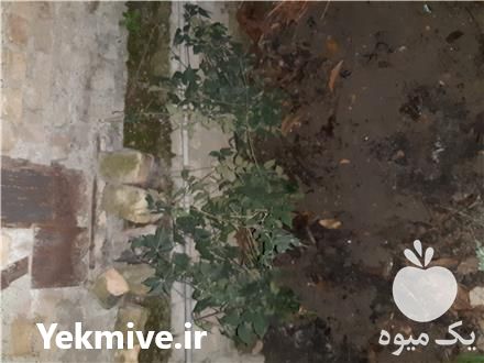 فروش نهال تمشک بدون خار در گرگان در گروه خرید فروش نهال - انواع گردو پسته بادام سلطانی انگور در یکمیوه -عکس1