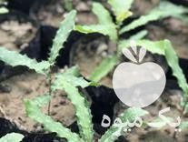 فروش نهال فندوق ماکادمیا در لاهیجان در گروه خرید فروش نهال - انواع گردو پسته بادام سلطانی انگور در یکمیوه -عکس1