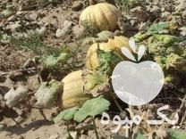 فروش کدو درجه یک در لردگان در گروه خرید فروش عمده کدو - سبز خورشتی بندر ورامین کرج سفید در یکمیوه -عکس1