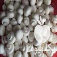 فروش پخش و تولید قارچ در محمدشهر در گروه خرید فروش عمده قارچ - دکمه ای خوراکی دارویی پرورشی کوهی در یکمیوه