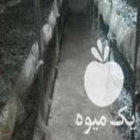 فروش کمپوست قارچ کود رایگان در ساری در گروه خرید فروش عمده قارچ - دکمه ای خوراکی دارویی پرورشی کوهی در یکمیوه