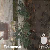 فروش نهال تمشک بدون خار در گرگان در گروه خرید فروش نهال - انواع گردو پسته بادام سلطانی انگور در یکمیوه