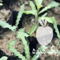 فروش نهال فندوق ماکادمیا در لاهیجان در گروه خرید فروش نهال - انواع گردو پسته بادام سلطانی انگور در یکمیوه