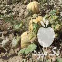 فروش کدو درجه یک در لردگان در گروه خرید فروش عمده کدو - سبز خورشتی بندر ورامین کرج سفید در یکمیوه