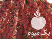 فروش نهال زرشک اصلاح شده در اصفهان در گروه خرید فروش نهال - انواع گردو پسته بادام سلطانی انگور در یکمیوه -عکس1