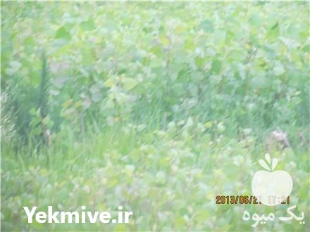 فروش صنوبر اصلاح شده در صومعه سرا در گروه خرید فروش نهال - انواع گردو پسته بادام سلطانی انگور در یکمیوه -عکس1