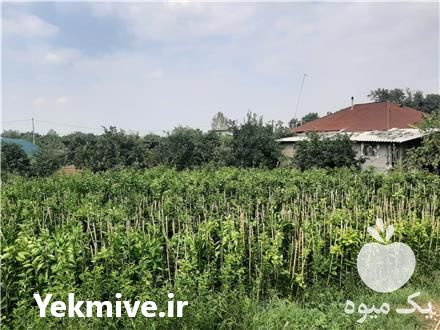 فروش انواع نهال مرکبات در تهران در گروه خرید فروش نهال - انواع گردو پسته بادام سلطانی انگور در یکمیوه -عکس1