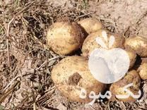 فروش سیب زمینی بذری سانتا در جیرفت در گروه خرید فروش عمده سیب زمینی - زودرس دیررس آگریا اسپریت اردبیل همدان در یکمیوه -عکس1