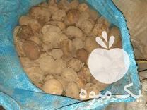 سیب زمینی دامی خرید و فروش در تهران در گروه خرید فروش عمده سیب زمینی - زودرس دیررس آگریا اسپریت اردبیل همدان در یکمیوه -عکس1