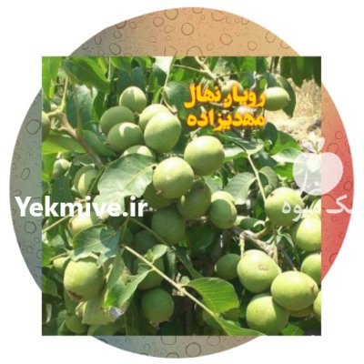 گردو ژنوتیپ اصل در سقز در گروه خرید فروش نهال - انواع گردو پسته بادام سلطانی انگور در یکمیوه -عکس1