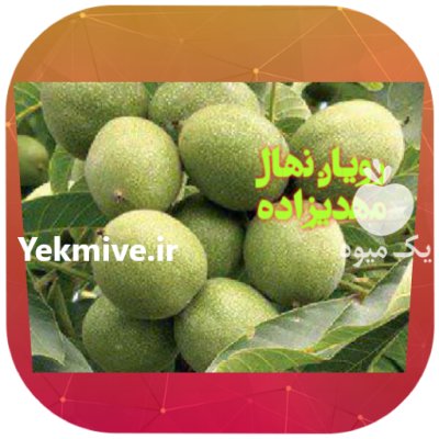 گردو ژنوتیپ اصل در سقز در گروه خرید فروش نهال - انواع گردو پسته بادام سلطانی انگور در یکمیوه -عکس2