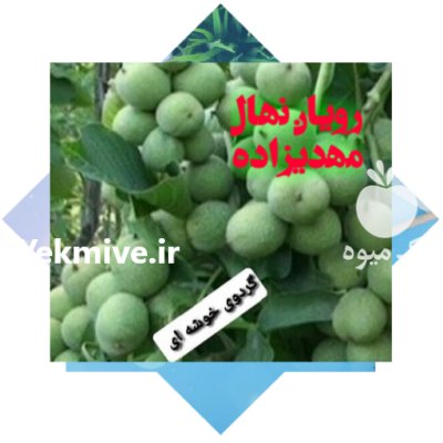 گردو ژنوتیپ اصل در سقز در گروه خرید فروش نهال - انواع گردو پسته بادام سلطانی انگور در یکمیوه -عکس3