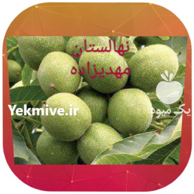 گردو ژنوتیپ اصل در سقز در گروه خرید فروش نهال - انواع گردو پسته بادام سلطانی انگور در یکمیوه -عکس4