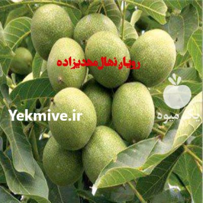 نهال شلیل انجیری در اصفهان در گروه خرید فروش نهال - انواع گردو پسته بادام سلطانی انگور در یکمیوه -عکس1