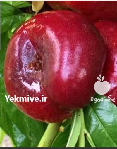 نهال شلیل انجیری در اصفهان در گروه خرید فروش نهال - انواع گردو پسته بادام سلطانی انگور در یکمیوه -عکس2