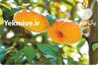 نهال شلیل انجیری در اصفهان در گروه خرید فروش نهال - انواع گردو پسته بادام سلطانی انگور در یکمیوه -عکس4