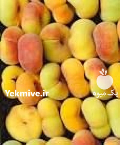 نهال شلیل انجیری در اصفهان در گروه خرید فروش نهال - انواع گردو پسته بادام سلطانی انگور در یکمیوه -عکس5