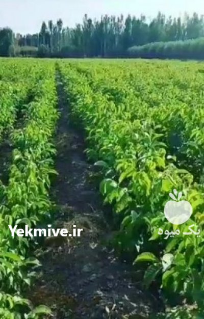 گردو خوشه ای مهدیزاده در تهران در گروه خرید فروش نهال - انواع گردو پسته بادام سلطانی انگور در یکمیوه -عکس2