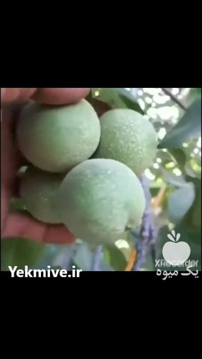 گردو خوشه ای مهدیزاده در تهران در گروه خرید فروش نهال - انواع گردو پسته بادام سلطانی انگور در یکمیوه -عکس3