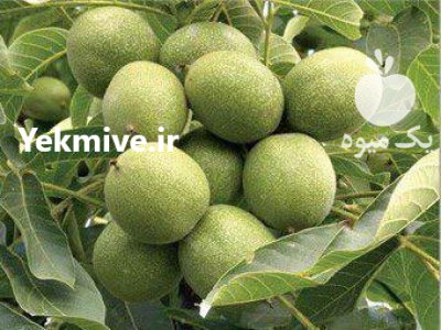 گردو خوشه ای مهدیزاده در تهران در گروه خرید فروش نهال - انواع گردو پسته بادام سلطانی انگور در یکمیوه -عکس4