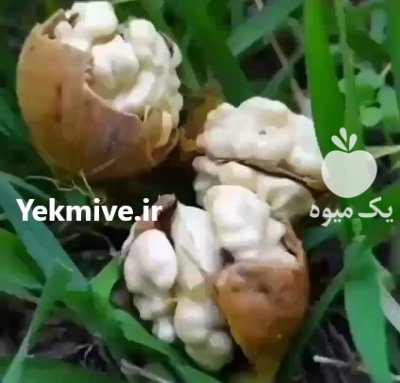 گردو ژنوتیپ مهدیزاده در کرمانشاه در گروه خرید فروش نهال - انواع گردو پسته بادام سلطانی انگور در یکمیوه -عکس1