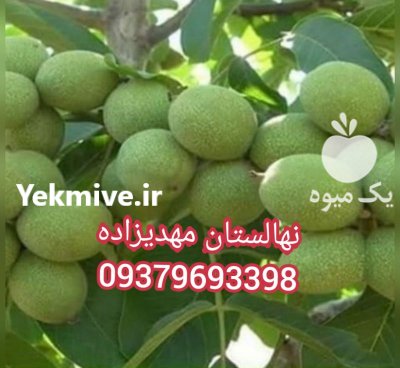 گردو ژنوتیپ مهدیزاده در کرمانشاه در گروه خرید فروش نهال - انواع گردو پسته بادام سلطانی انگور در یکمیوه -عکس4