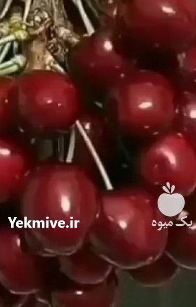 نهال زردآلو مهدیزاده در اصفهان در گروه خرید فروش نهال - انواع گردو پسته بادام سلطانی انگور در یکمیوه -عکس1