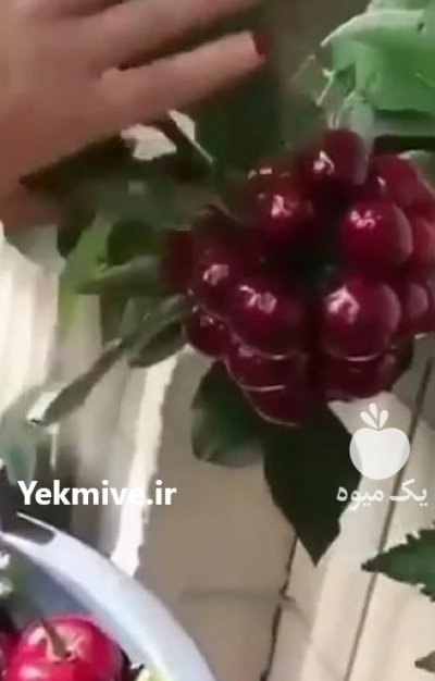 نهال زردآلو مهدیزاده در اصفهان در گروه خرید فروش نهال - انواع گردو پسته بادام سلطانی انگور در یکمیوه -عکس2