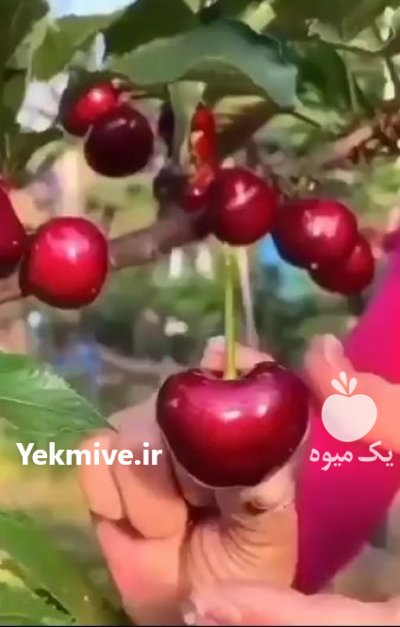 نهال زردآلو مهدیزاده در اصفهان در گروه خرید فروش نهال - انواع گردو پسته بادام سلطانی انگور در یکمیوه -عکس3