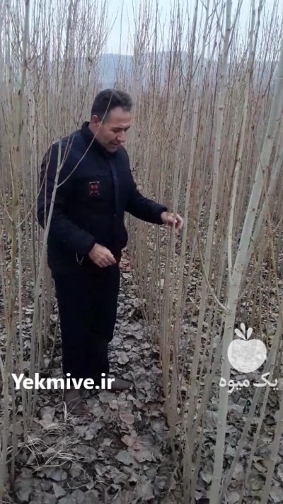 صنوبر اسراعیلی در چاف وچمخاله در گروه خرید فروش نهال - انواع گردو پسته بادام سلطانی انگور در یکمیوه -عکس1