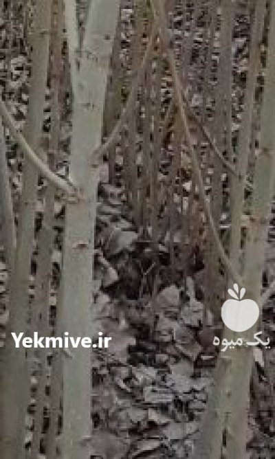 صنوبر اسراعیلی در چاف وچمخاله در گروه خرید فروش نهال - انواع گردو پسته بادام سلطانی انگور در یکمیوه -عکس2