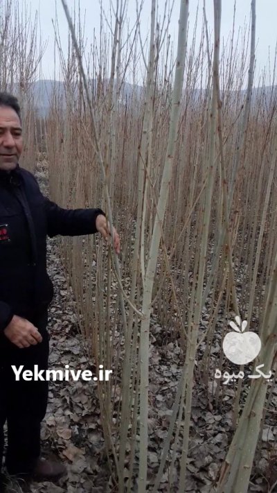 صنوبر اسراعیلی در چاف وچمخاله در گروه خرید فروش نهال - انواع گردو پسته بادام سلطانی انگور در یکمیوه -عکس3