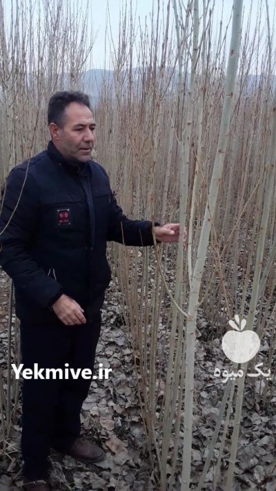 صنوبر اسراعیلی در چاف وچمخاله در گروه خرید فروش نهال - انواع گردو پسته بادام سلطانی انگور در یکمیوه -عکس4