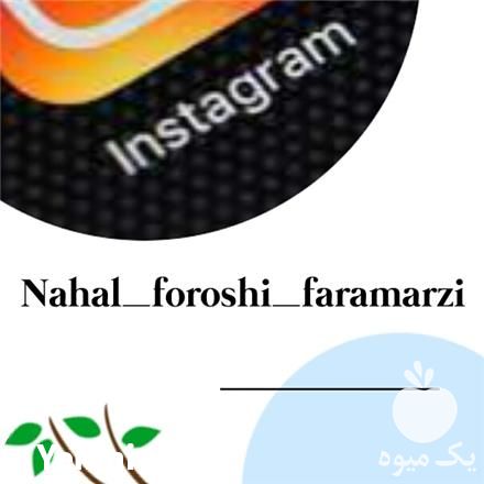 فروش نهال مرکبات گرمسیری در تهران در گروه خرید فروش نهال - انواع گردو پسته بادام سلطانی انگور در یکمیوه -عکس1