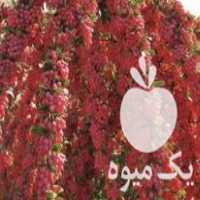 فروش نهال زرشک اصلاح شده در اصفهان در گروه خرید فروش نهال - انواع گردو پسته بادام سلطانی انگور در یکمیوه