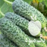 فروش خیار خاردار در کهنوج در گروه خرید فروش عمده خیار - بوته درختی سبز مجلسی شوری خاردار چنبر اصفهان در یکمیوه