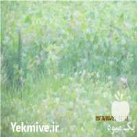 فروش صنوبر اصلاح شده در صومعه سرا در گروه خرید فروش نهال - انواع گردو پسته بادام سلطانی انگور در یکمیوه