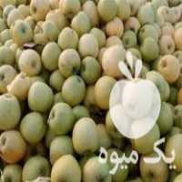 فروش سیب ضایعات سردخانه در مهاباد در گروه خرید فروش عمده سیب - زرد و قرمز گلاب پاییزه در یکمیوه