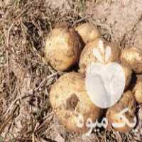 فروش سیب زمینی بذری سانتا در جیرفت در گروه خرید فروش عمده سیب زمینی - زودرس دیررس آگریا اسپریت اردبیل همدان در یکمیوه