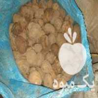 سیب زمینی دامی خرید و فروش در تهران در گروه خرید فروش عمده سیب زمینی - زودرس دیررس آگریا اسپریت اردبیل همدان در یکمیوه