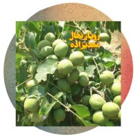 گردو ژنوتیپ اصل در سقز در گروه خرید فروش نهال - انواع گردو پسته بادام سلطانی انگور در یکمیوه