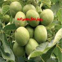 گردو خوشه ای مهدیزاده در تهران در گروه خرید فروش نهال - انواع گردو پسته بادام سلطانی انگور در یکمیوه