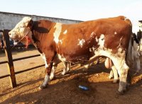 فروش بهترین نژاد گوساله در اصفهان در گروه گاو و گوسفند و میش و بز کهره گوساله سمینتال در یکمیوه