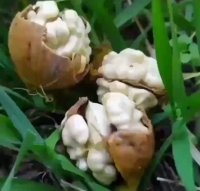 گردو ژنوتیپ مهدیزاده در کرمانشاه در گروه خرید فروش نهال - انواع گردو پسته بادام سلطانی انگور در یکمیوه