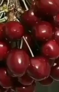 نهال زردآلو مهدیزاده در اصفهان در گروه خرید فروش نهال - انواع گردو پسته بادام سلطانی انگور در یکمیوه