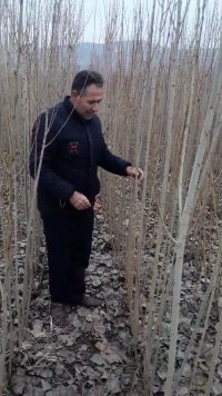 صنوبر اسراعیلی در چاف وچمخاله در گروه خرید فروش نهال - انواع گردو پسته بادام سلطانی انگور در یکمیوه
