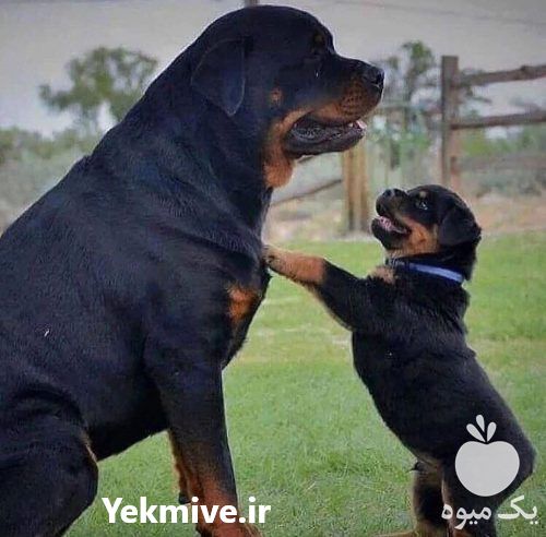 فروش توله روتوایلر حرفه‌ای نر و ماده در تبریز در گروه سگ و گربه _ نگهبان هاسکی ژرمن دوبرمن سرابی در یکمیوه -عکس1