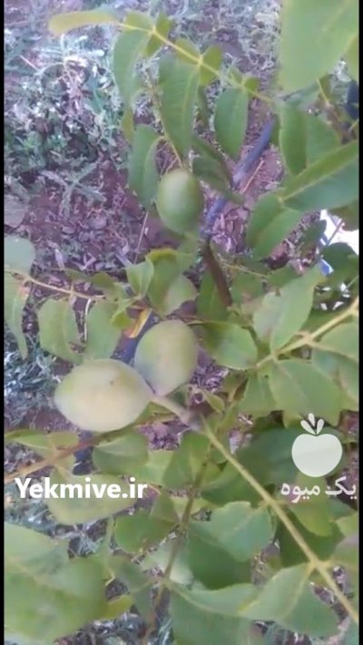 نهال گردو خوشه ای در شاهین دژ در گروه خرید فروش نهال - انواع گردو پسته بادام سلطانی انگور در یکمیوه -عکس3