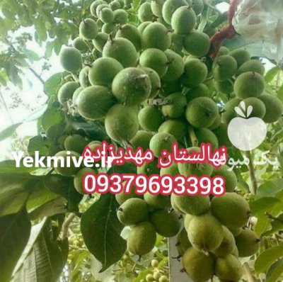 گردو خوشه ای دیرگل در تکاب در گروه خرید فروش نهال - انواع گردو پسته بادام سلطانی انگور در یکمیوه -عکس3