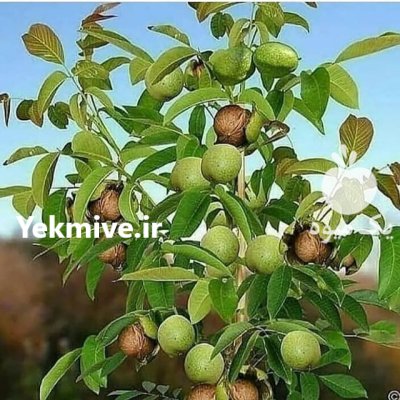 گرود خوشه ای در قروه در جزین در گروه خرید فروش نهال - انواع گردو پسته بادام سلطانی انگور در یکمیوه -عکس2